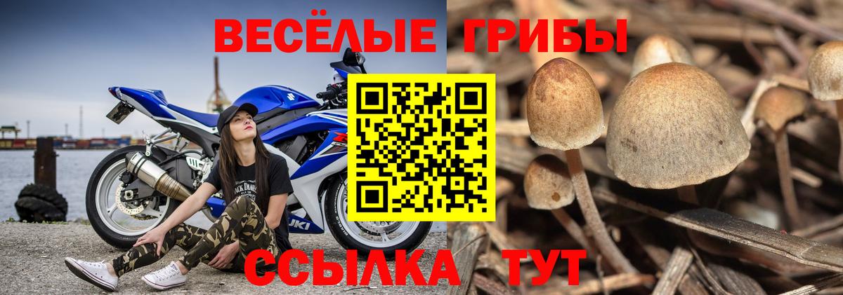 Псилоцибиновые грибы Psilocybe Брянск
